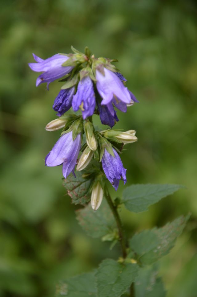 Campanula trachelium